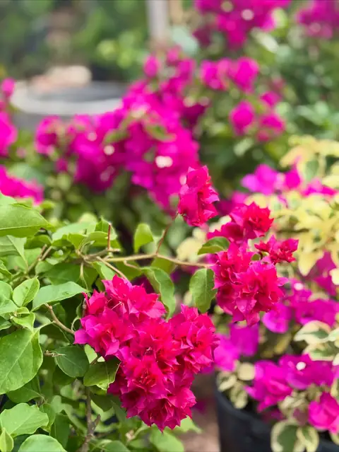 Buganvília magenta com fundo desfocado