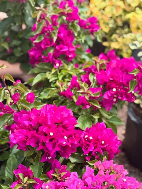 Buganvília magenta em plano fechado