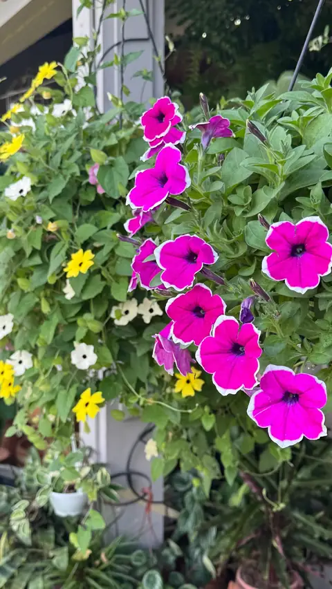 Cesto pendente com flores magenta
