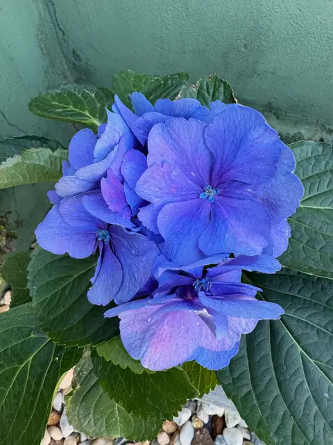 Hortênsia azul de perto