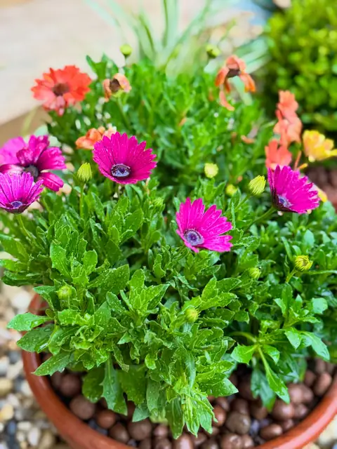 Margaridas rosa e laranja em vaso de barro, de perto