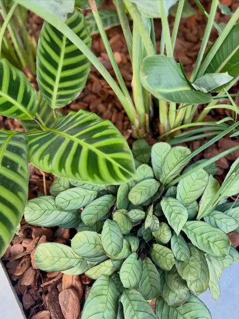 Calatheas de folha listrada e cobertura de casca