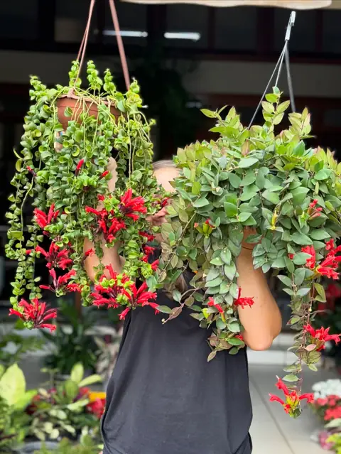 Dois cestos pendurados de columeia, folhas enroladinhas e flores vermelhas