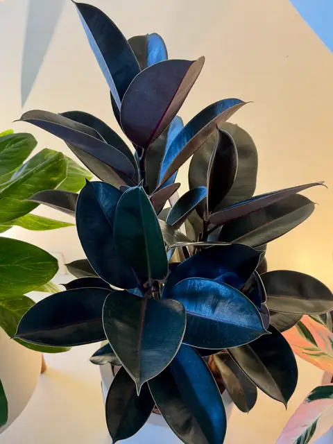 Ficus de folha escura em vaso claro com pés de madeira