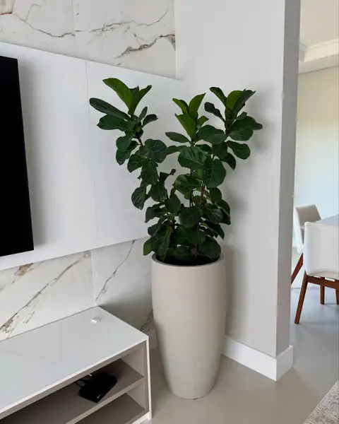 Ficus grande em vaso creme numa sala com painel de mármore