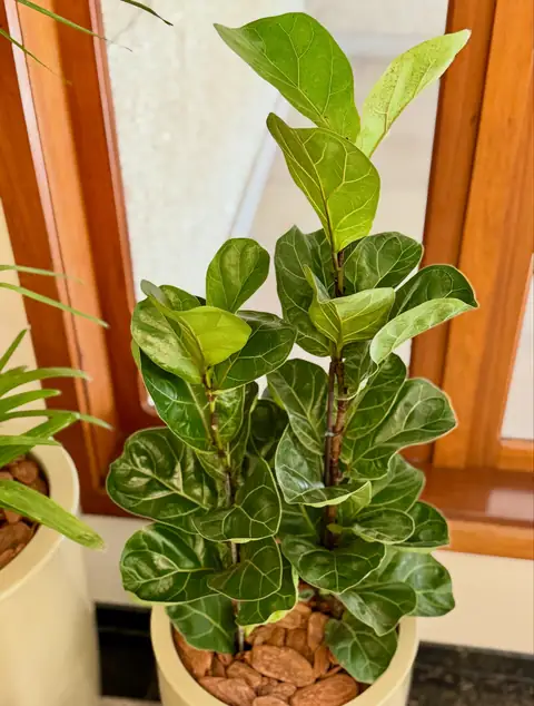 Ficus lyrata em vaso bege perto da janela