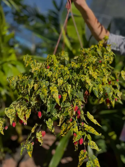 Vaso pendente de lanterninha-chinesa variegada