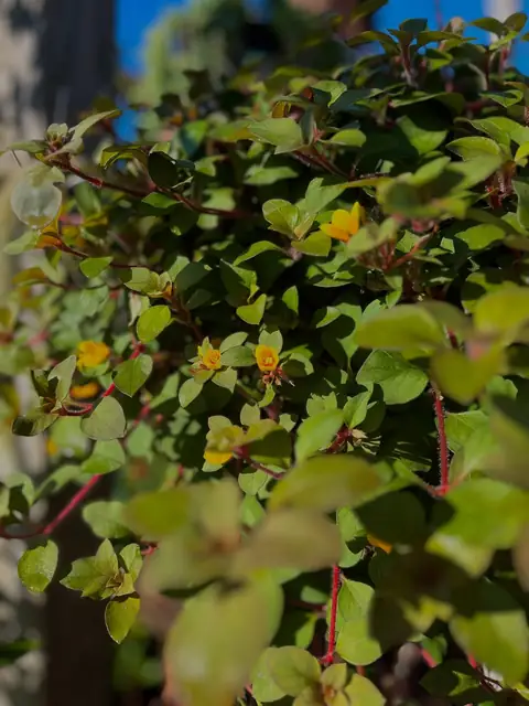 Lysimachia com flores amarelas miúdas