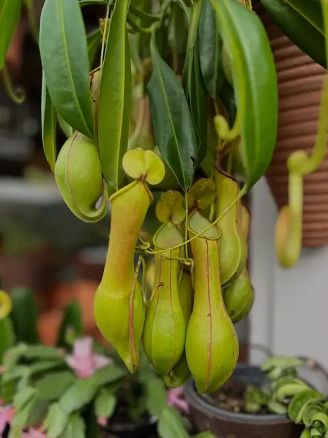 Jarros verdes de nepenthes pendurados na parede