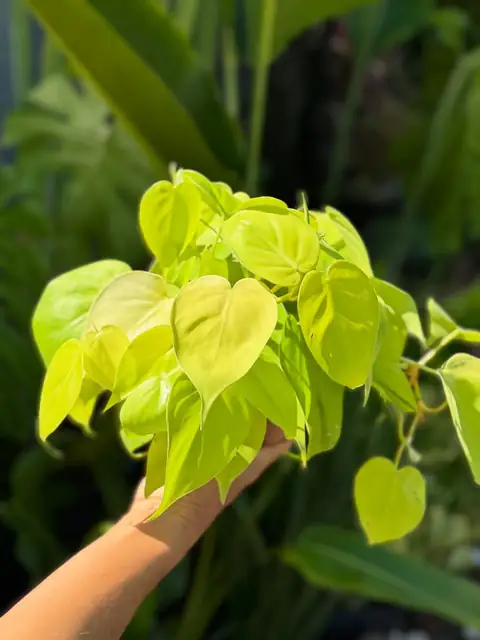 Folhas verde-limão na mão