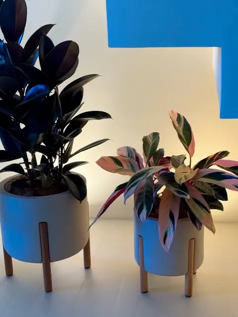 Stromanthe triostar e ficus escuro em vasos com pés de madeira
