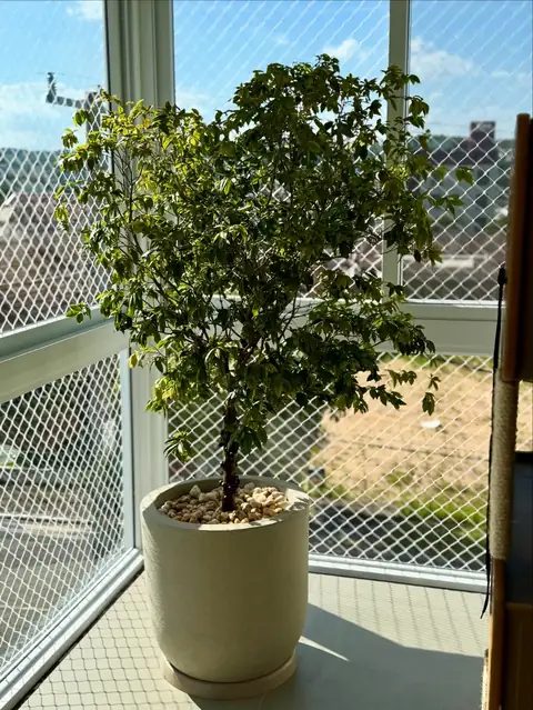 Jabuticabeira em vaso claro, perto de tela de sacada