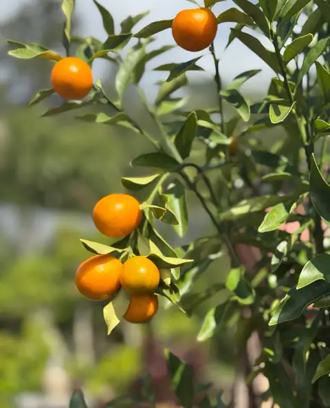 Kinkan com frutos laranja de perto