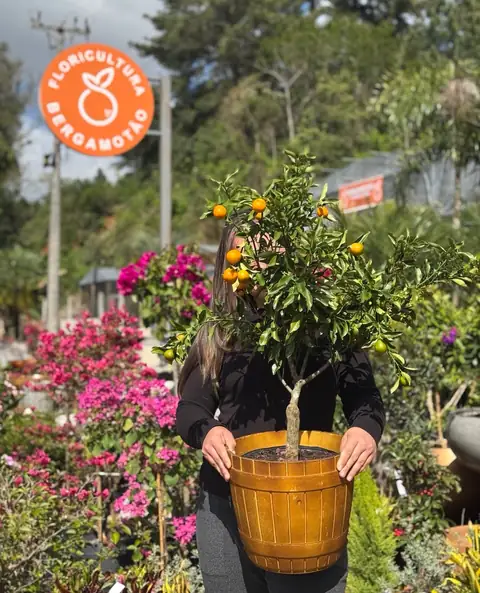 Kinkan em vaso amarelo diante da placa da loja