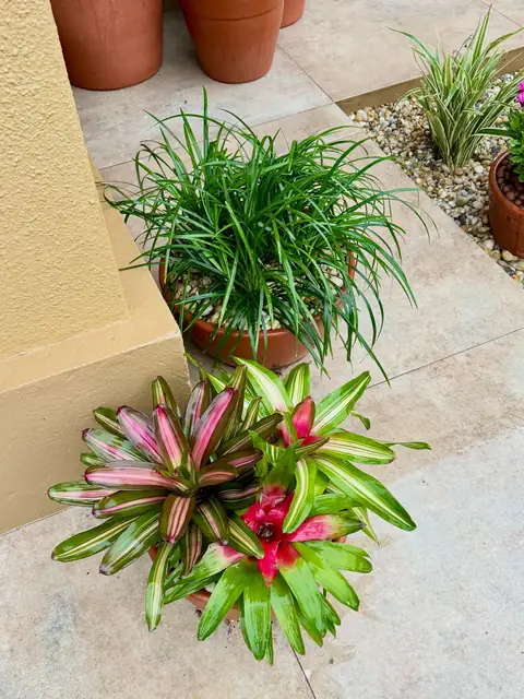 Bromélia rosa e verde ao pé de pedras