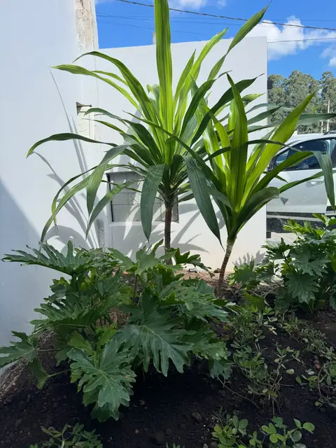 Canteiro escuro com dracena, filodendro e muro branco