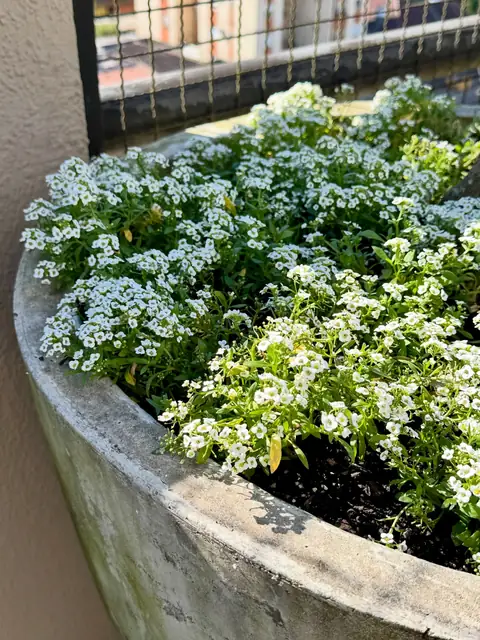 Floreira redonda com alyssum branco