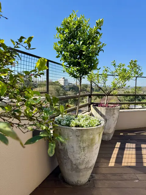 Sacada com frutíferas em vasos de cimento