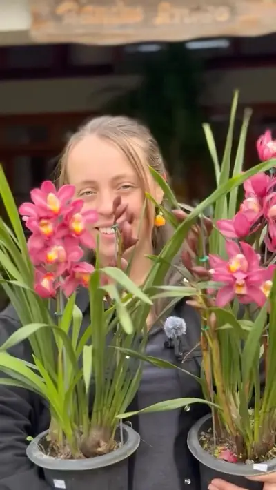 Cymbidium rosa em duas mãos