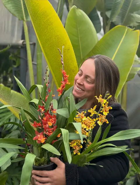 Oncidium amarelo e laranja no colo, folhas de bananeira ao fundo