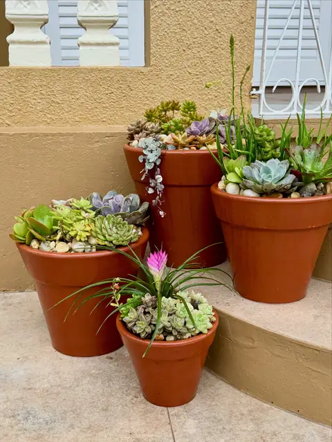 Vasos de barro em degraus com suculentas e tillandsia