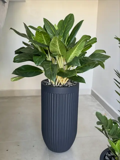Aglaonema em vaso preto canelado alto