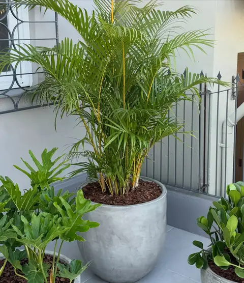 Areca em vaso de cimento, com outras plantas ao redor