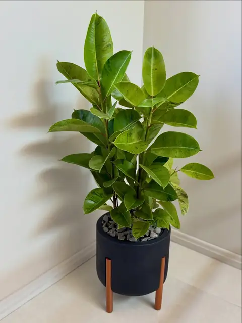 Ficus em vaso preto com pés de madeira