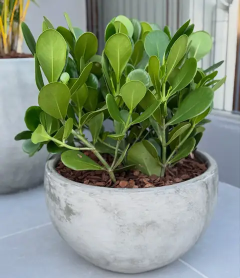 Clusia em vaso de cimento