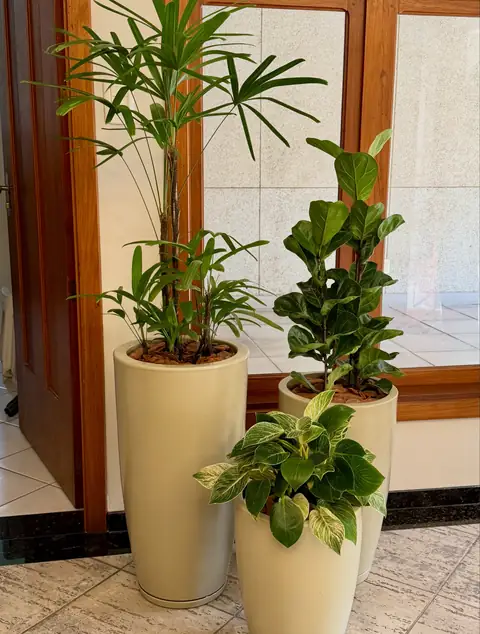 Três vasos bege altos com rhapis, ficus e filodendro