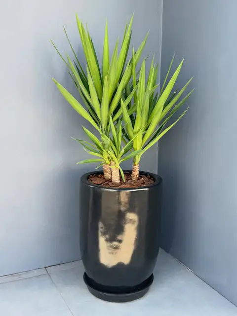 Yucca em vaso preto brilhante