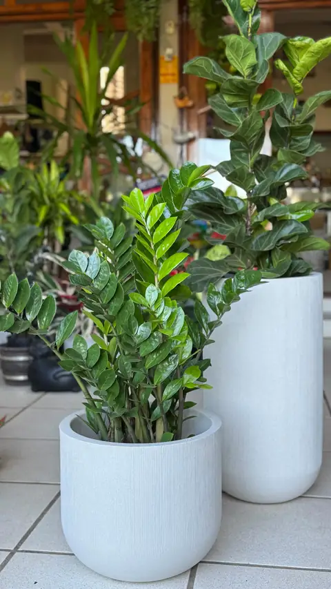 Zamioculca em vasos brancos no salão